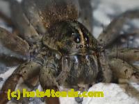 /home//u458753944/public_html/sourcegallery//Insects and small critters/spiders and kin (Arachnida)/P4280736.JPG